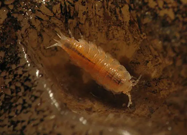 Clamouse actu faune a clamouse phymatoniscus propinquus