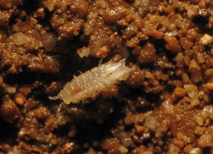 Clamouse actu faune a clamouse trichoniscoides