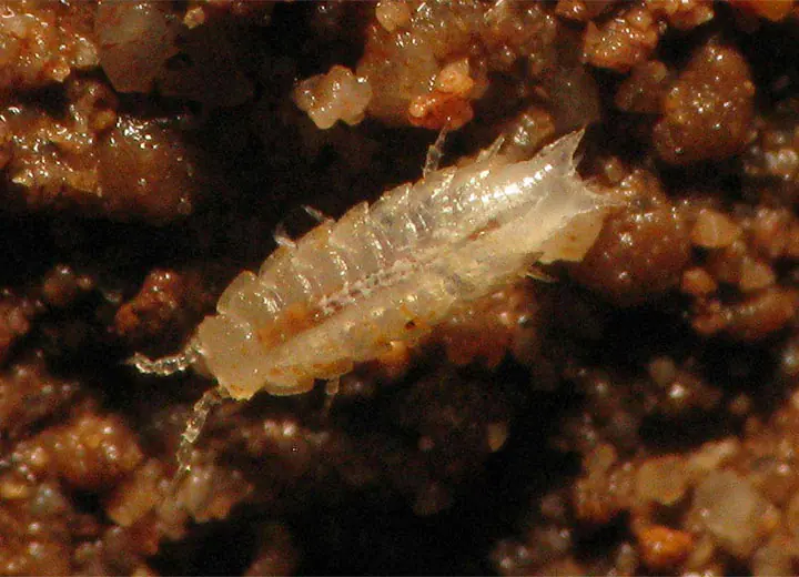 Clamouse photo animaux cavernicoles 03